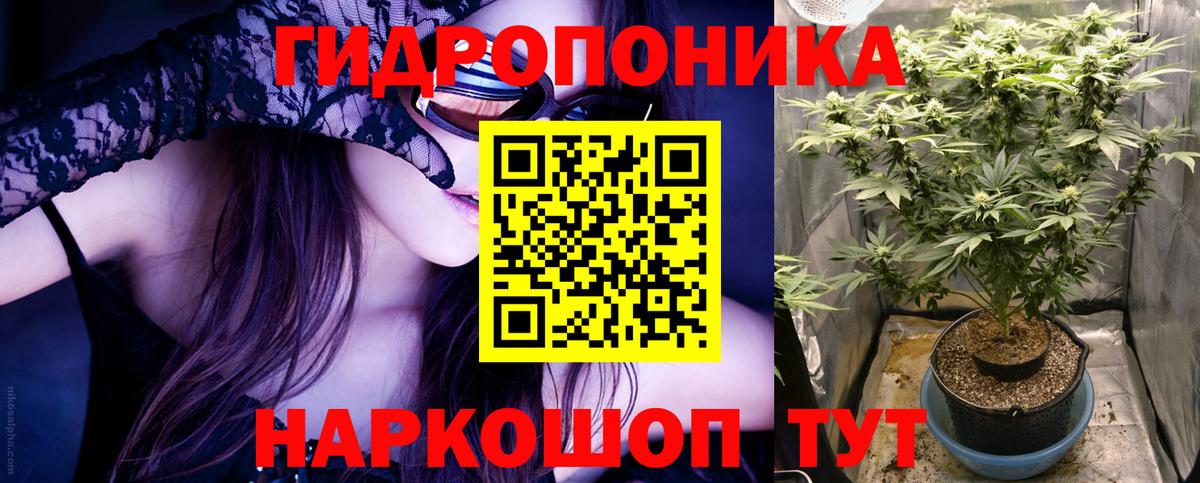 Бошки Шишки планчик  Шишки марихуана OG Kush  Канабис тримм  Дубна  Вход с VPN  Шишки марихуана Bruce Banner 